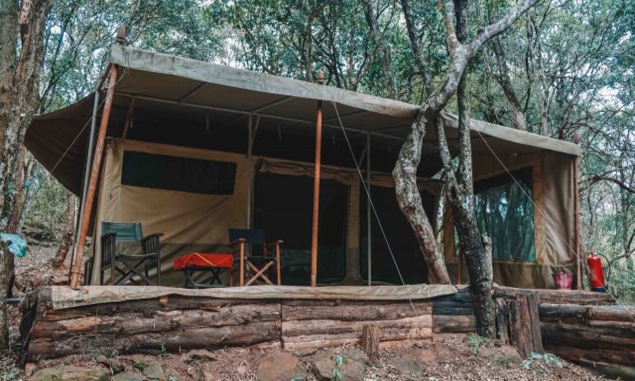Heritage of African Jungles