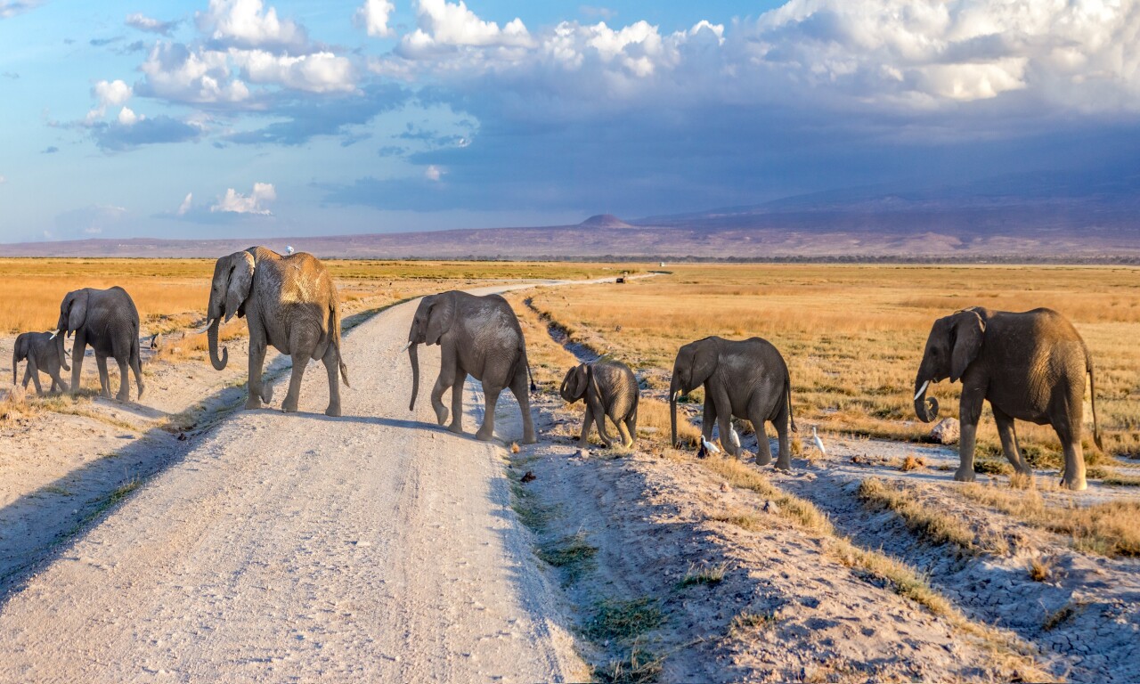 Heritage of African Jungles