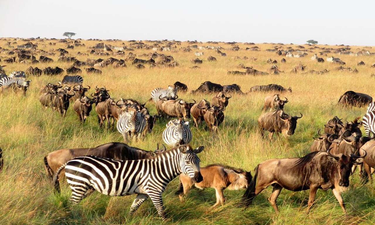 Heritage of African Jungles