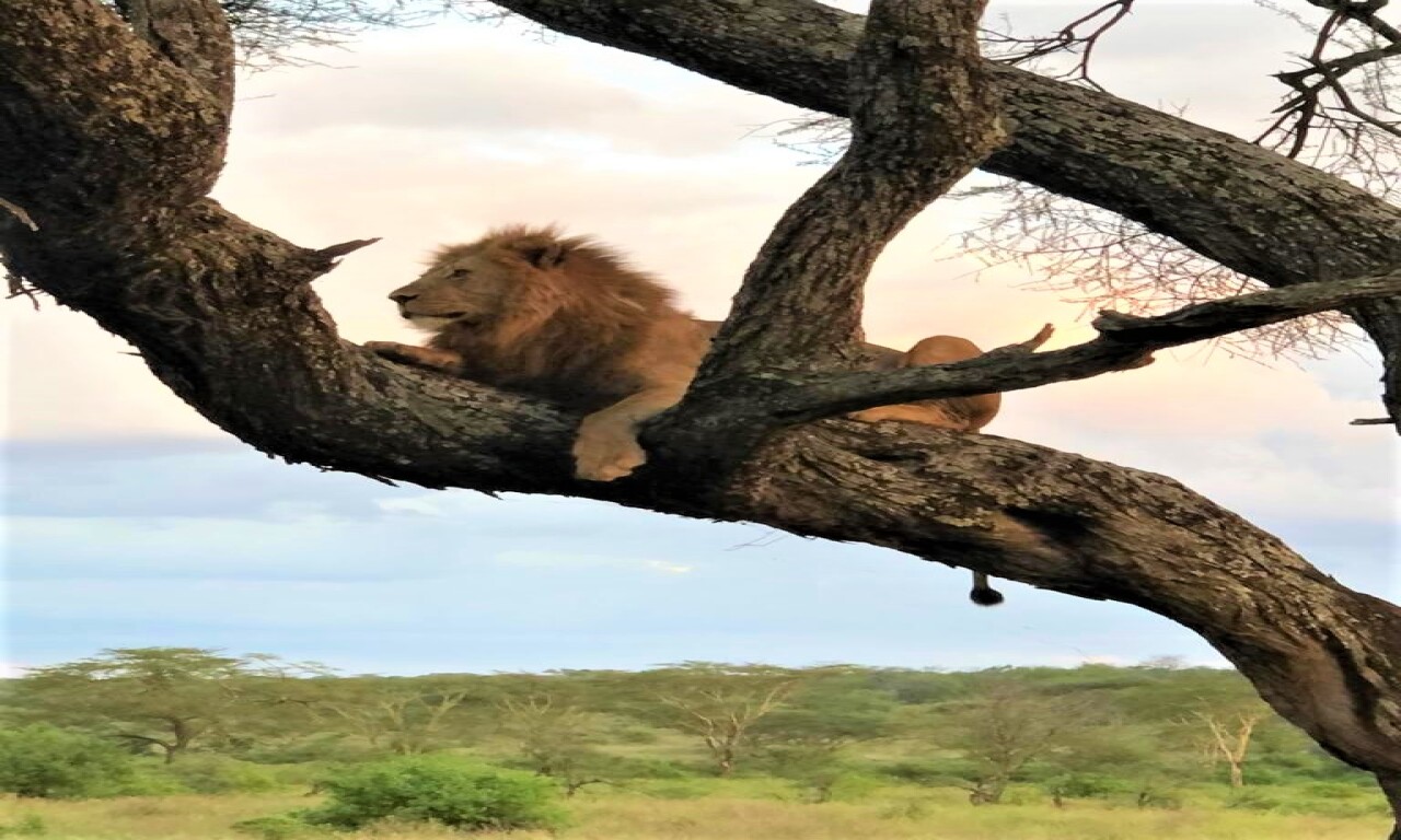 Heritage of African Jungles